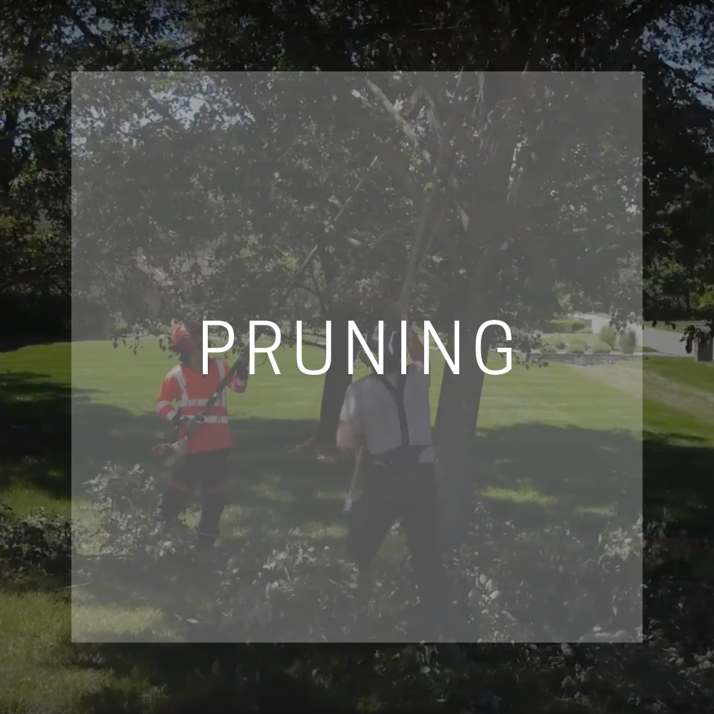 trees-are-my-business-pruning